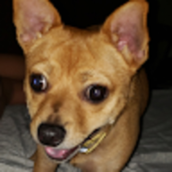 Meet your Posher, Amy - Picture 1 of 1